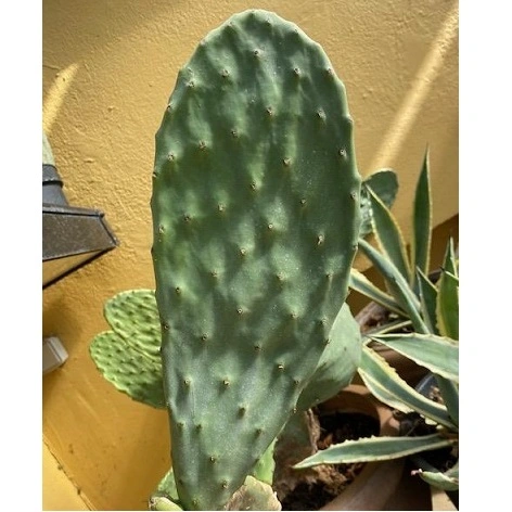 Figenkaktus til landskildpadder (Opuntia ficus indica)
